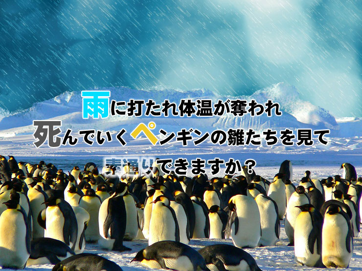 たくさんの南極ペンギンたちが集まっている画像