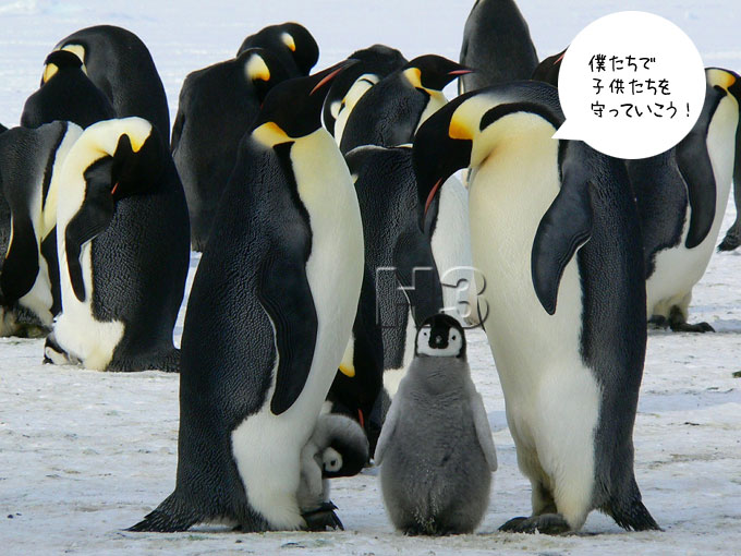 夫婦の南極ペンギンが子供を守っている画像