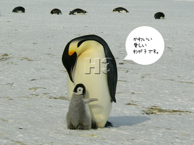 南極ペンギンの親子の画像