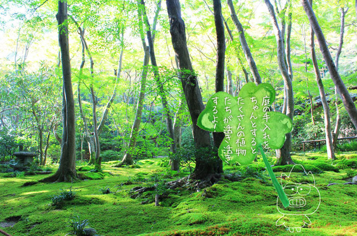 苔が生い茂った日本庭園の画像