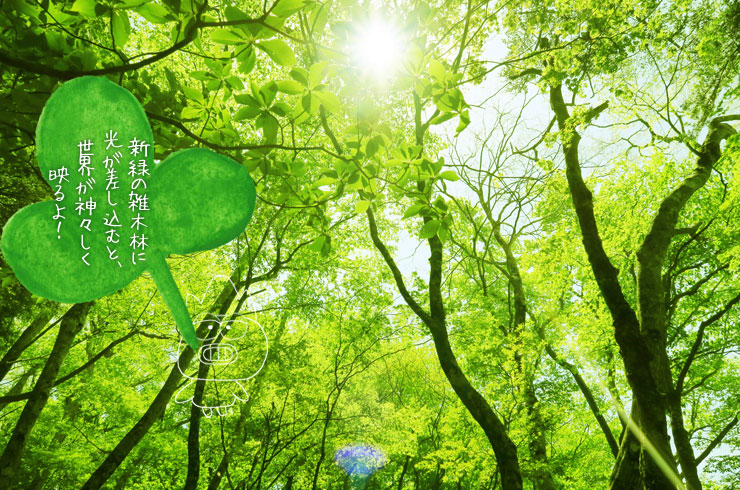 新緑の雑木林に太陽光が差し込む画像