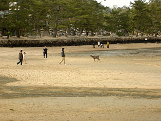 干潮（低潮）になった宮島の厳島神社から降りた砂浜を歩く人たち