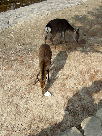 紙を食べてしまう宮島の鹿たち