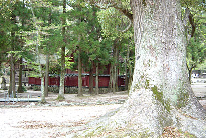 宮島にある「大元神社」の樅の木（モミノキ）1