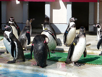 宮島水族館のペンギン2