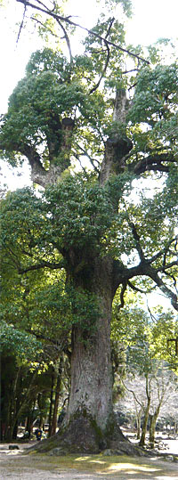 宮島にある「大元神社」の樅の木（モミノキ）2